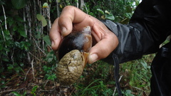 Megalobulimus terrestris