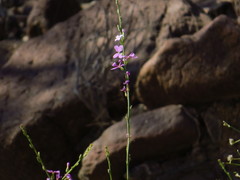 Physorhynchus chamaerapistrum