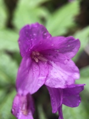 Cardamine glanduligera