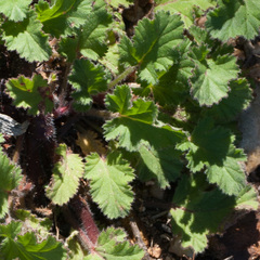 Pelargonium althaeoides