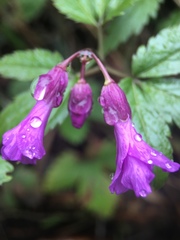 Cardamine glanduligera