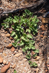 Pelargonium althaeoides