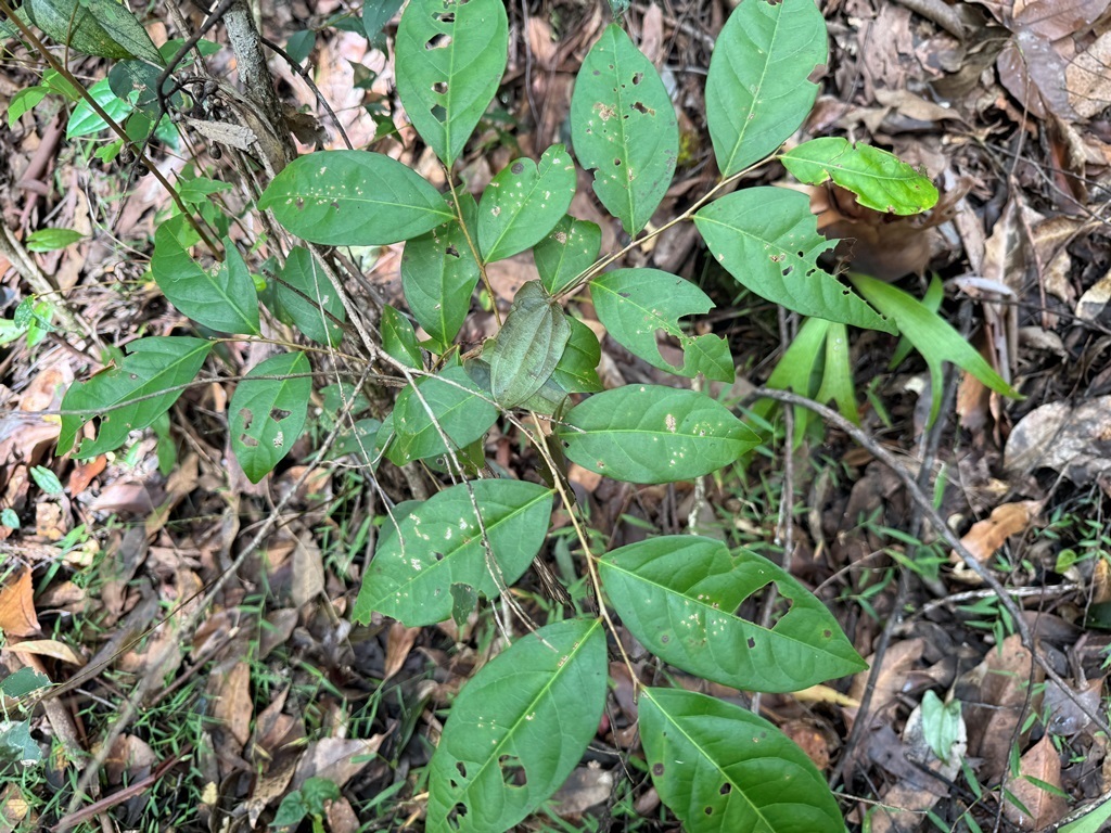Cheese Tree in May 2024 by Martin Bennett · iNaturalist