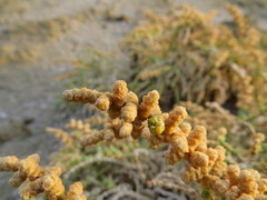 Halocnemum strobilaceum