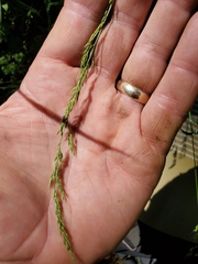 Limnodea arkansana