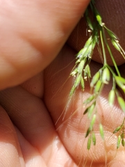 Limnodea arkansana