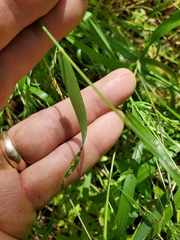 Limnodea arkansana