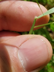 Limnodea arkansana
