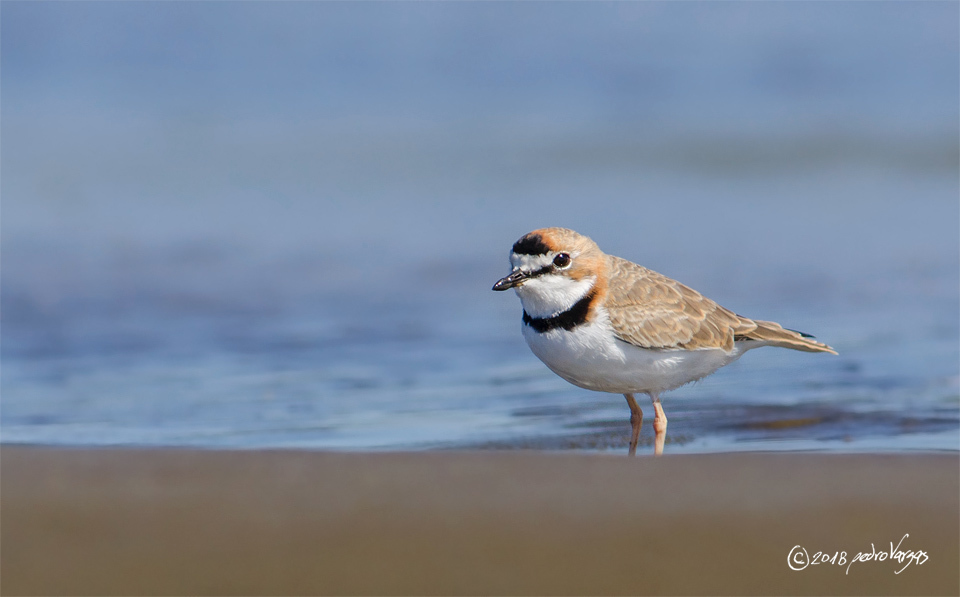 Collared Plover (Anarhynchus collaris) photo