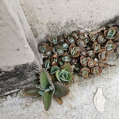 Kalanchoe laetivirens image