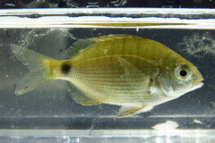 Silver Porgy photo 3