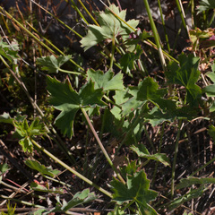 Pelargonium patulum