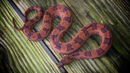 Brown Watersnake