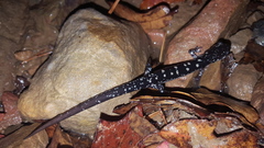 Plethodon fourchensis