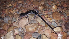 Plethodon fourchensis