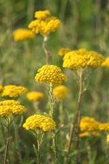 Achillea tomentosa