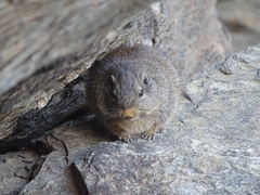 Petromus typicus windhoekensis