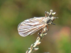 Empis borealis