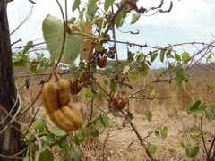 Aristolochia taliscana