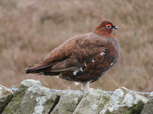 Red Grouse, England, GB, photo 7 of 10