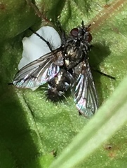 Periscepsia spathulata