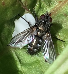 Periscepsia spathulata