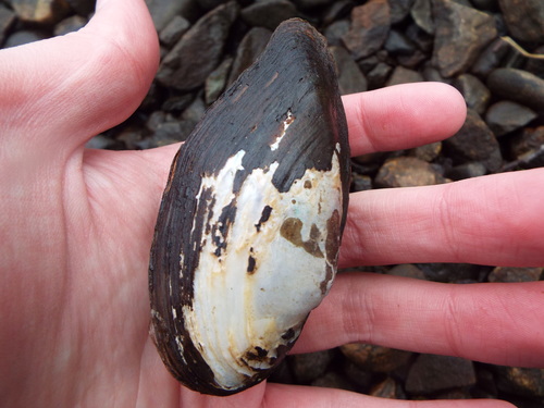 Sagittunio nasutus