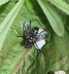 Periscepsia spathulata