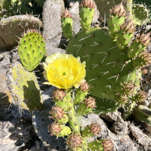 iNaturalist observation photo of Coastal Pricklypear