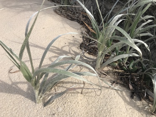 Spinifex hirsutus, photograph 6