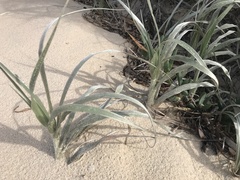 Spinifex hirsutus, photograph (c) Ann Bentley, some rights reserved (CC BY)