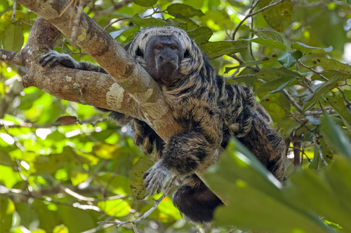 Mittermeier's Tapajós Saki (Pithecia mittermeieri) — Vulnerable Mammalia
