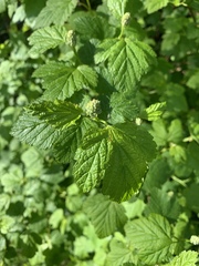 Physocarpus capitatus