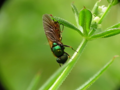 Chloromyia
