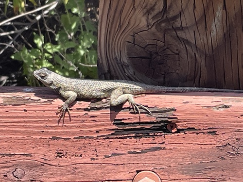 iNaturalist observation photo of Western Fence Lizard
