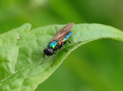 Chloromyia formosa