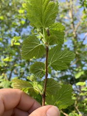 Physocarpus capitatus