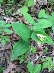 Uvularia perfoliata
