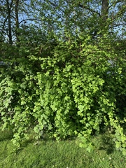 Physocarpus capitatus