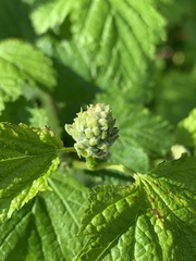 Physocarpus capitatus
