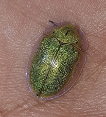 Physonota arizonae