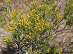 Ericameria cooperi