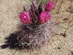 Sclerocactus polyancistrus