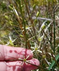 Schoenolirion wrightii