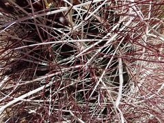 Sclerocactus polyancistrus