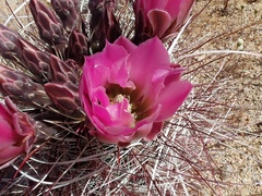 Sclerocactus polyancistrus