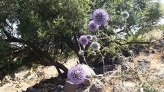 Echinops adenocaulos