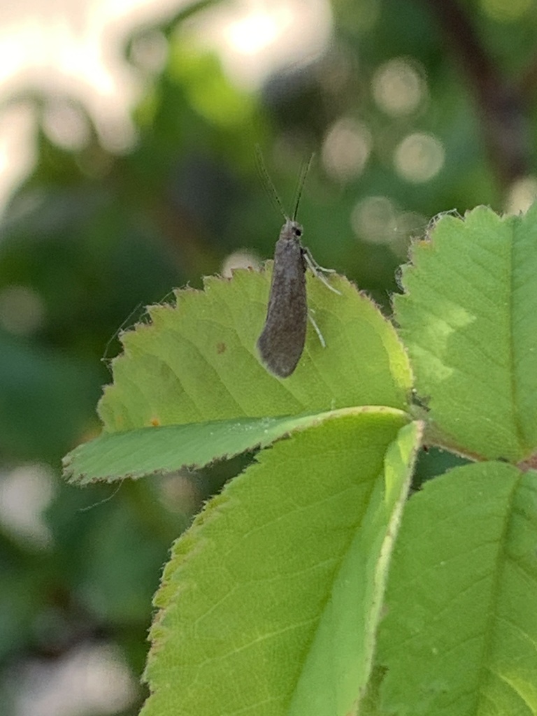 Lampronia humilis