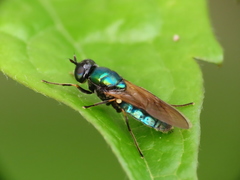Chloromyia formosa