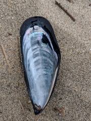 Mytilus californianus